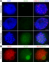 Figure 2—figure supplement 1.