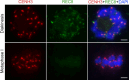 Figure 3—figure supplement 1.