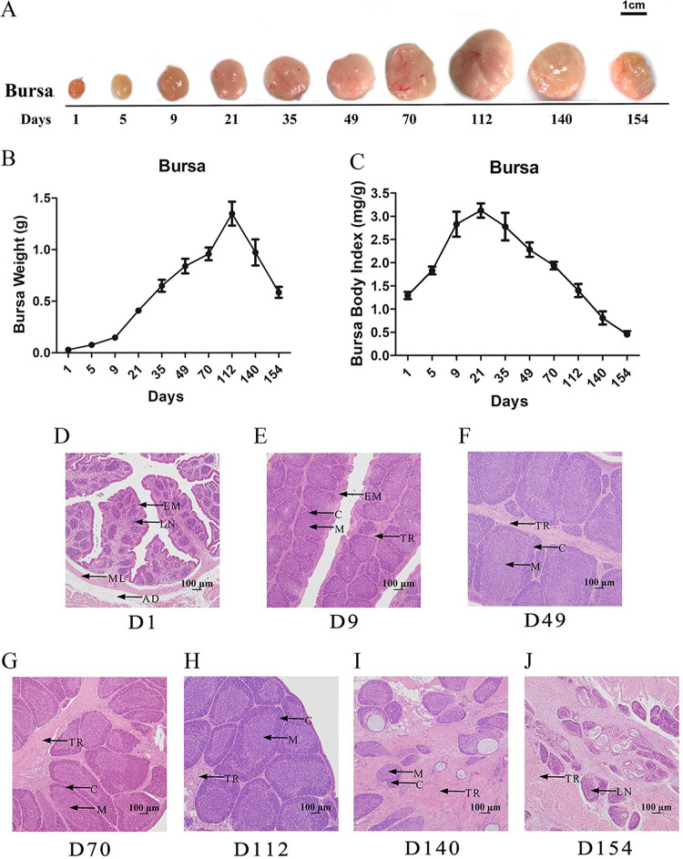 FIG 1