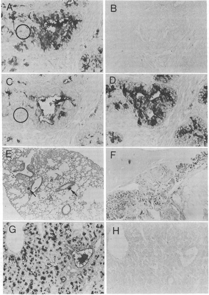 graphic file with name pnas00015-0488-a.jpg