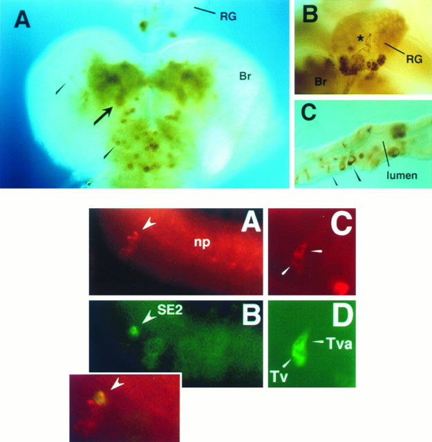 Fig. 12.