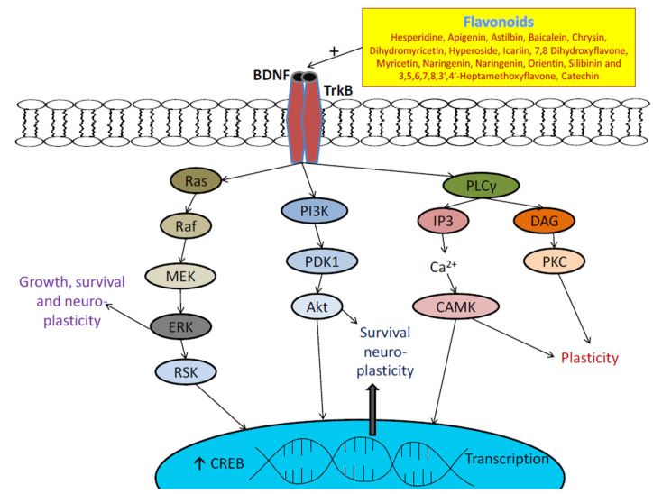 Figure 52