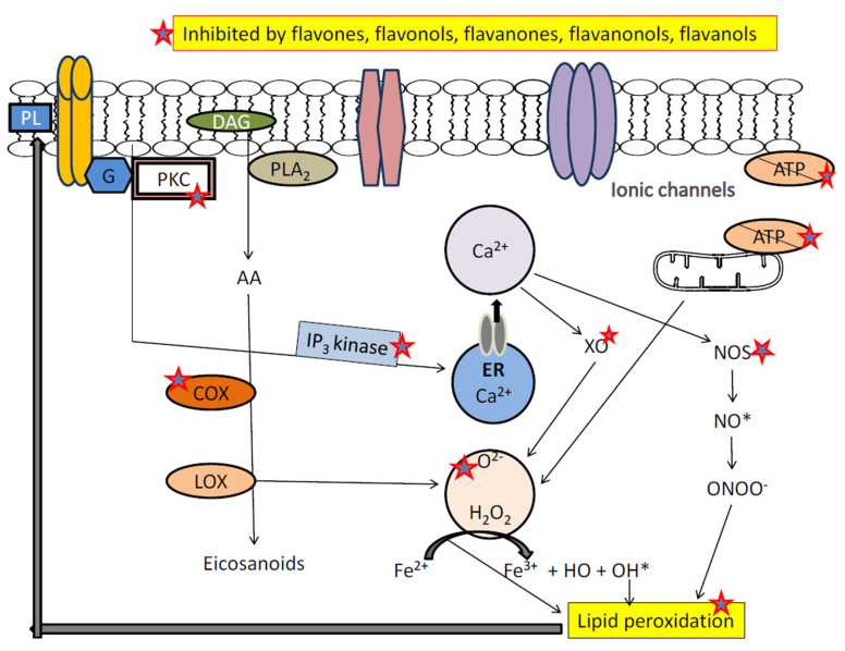 Figure 48