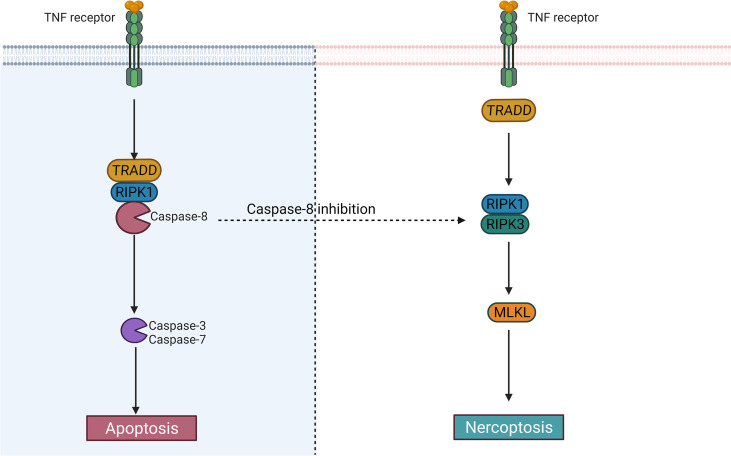 Figure 3