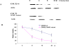 Fig. (5). Protein stability of GSK 3β wt and its SUMO mutant