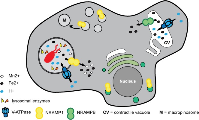 Figure 6