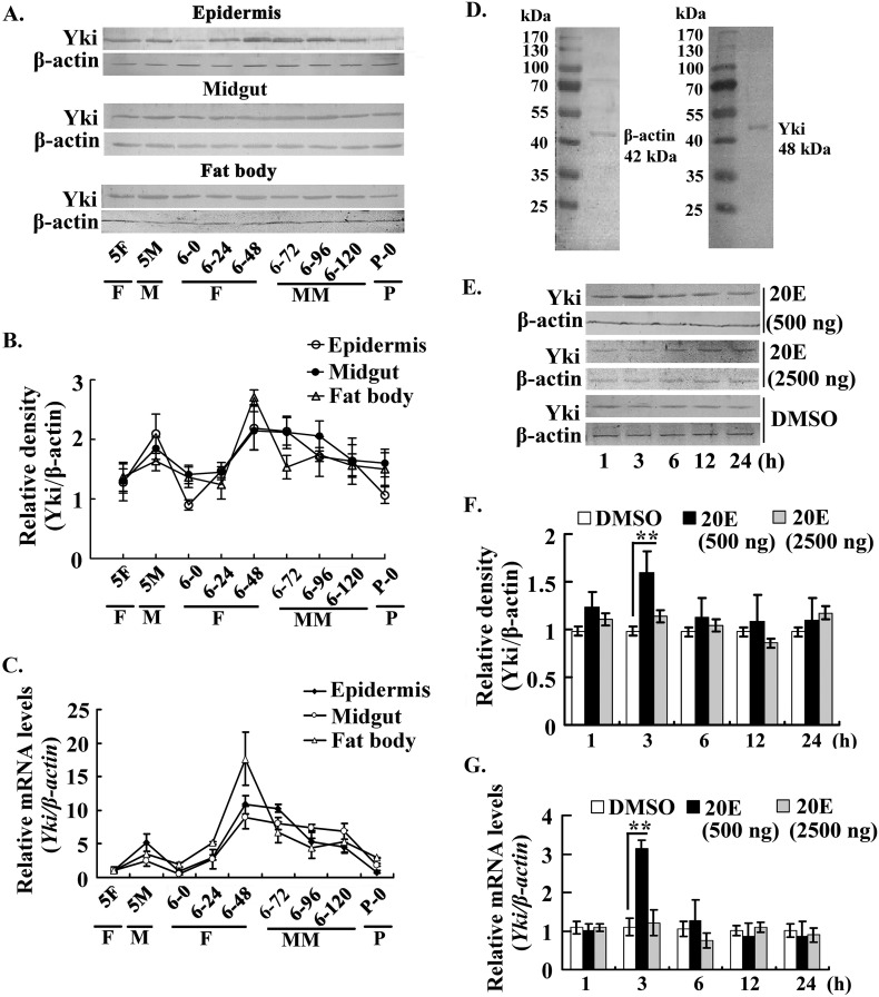 FIGURE 1.