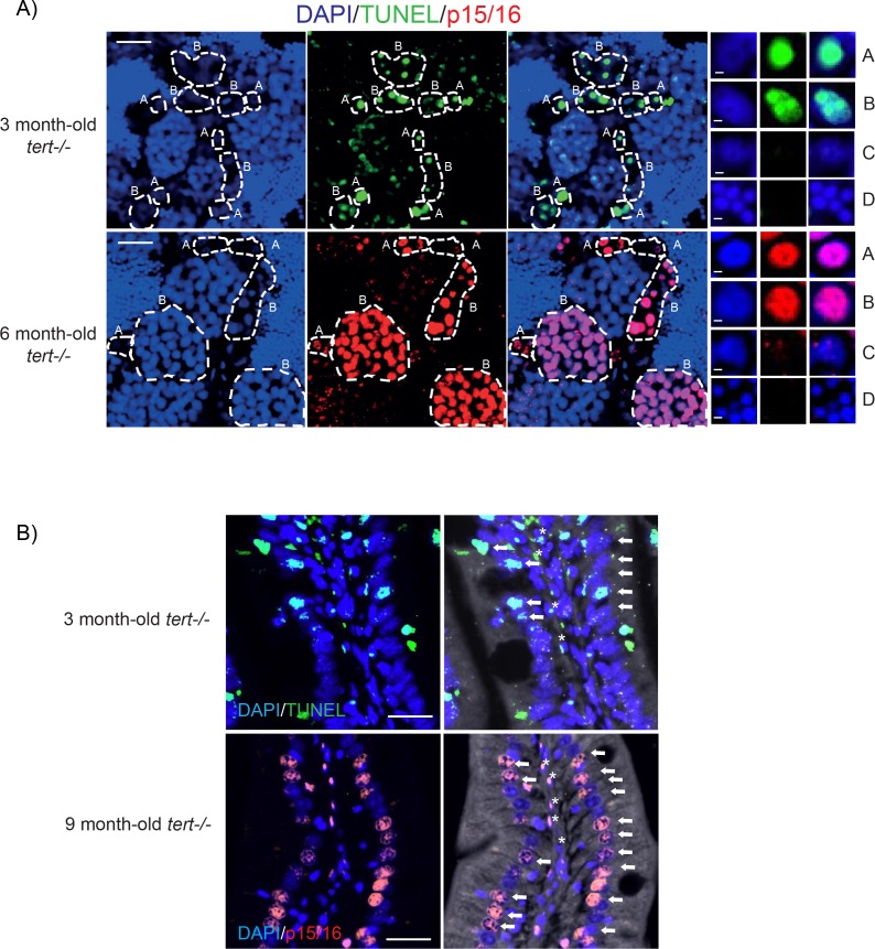 Figure 1—figure supplement 3.