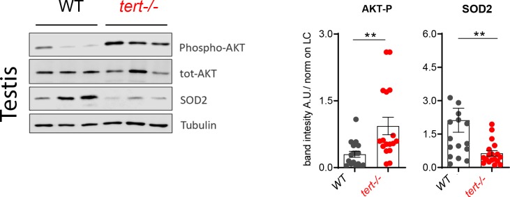 Figure 4—figure supplement 1.