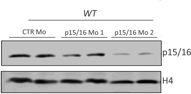 Figure 1—figure supplement 1.