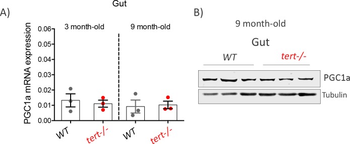 Figure 3—figure supplement 1.