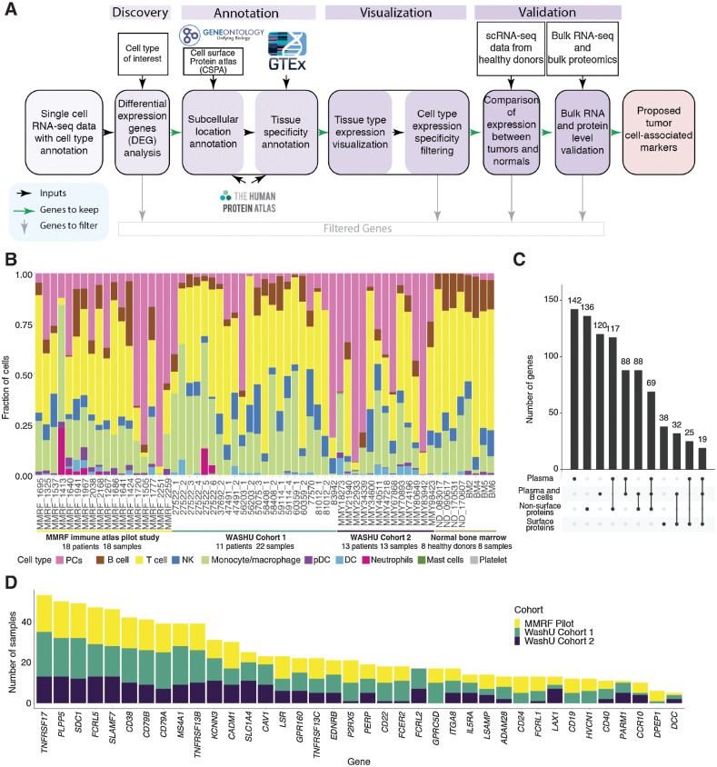 Figure 1. Myeloma cell–associated therapeutic protein discovery workflow, data sets, and overview. A, Tumor cell–associated therapeutic protein discovery pipeline. B, Stacked bar plot of cell type fractions for each sample, including both tumor BM samples for discovery and normal BM samples for validation. Bar segments are colored by cell types, grouped by data sets. C, Overview of plasma-specific genes and combined plasma and B specific genes, intersections of the two as well as their cellular localization. D, Stacked bar charts showing number of samples with differentially expressed surface proteins in plasma and/or B cells compared with other cell types, colored by data sets.