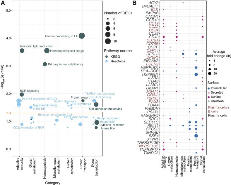 Figure 2. Pathway overrepresentation analysis of plasma and B cell marker genes using the Kegg and Reactome databases. A, Bubble plot of significantly enriched pathways identified via overrepresentation analysis. Pathways are binned into functional categories and plotted by significance (−log10 of FDR, q); bubble size indicates the number of genes called in the enrichment result. Yellow horizontal line indicates a 5% significance threshold. DEG = differentially expressed genes; ER = endoplasmic reticulum; GIP = gastric inhibitory polypeptide; GLP = glucagon-like peptide; BCR = B-cell receptor. B, Bubble plot of fold change and cellular localization of differentially expressed plasma and B cell genes identified as functionally relevant by pathway enrichment. Bubble size indicates fold change (ln) of gene expression in either plasma cells or combined plasma and B cells (as indicated by gene name color) relative to other BM cells; color denotes predicted cellular localization of the encoded protein.