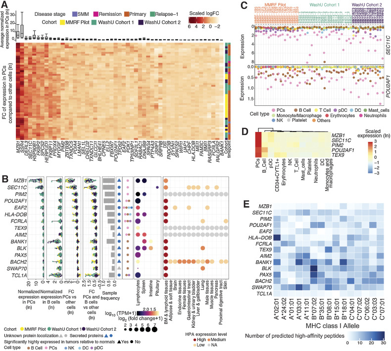 Figure 5. Characterization of myeloma cell–associated intracellular proteins. A, Average gene expression in plasma cells (PC) shown in box and whisker plot (top) and hierarchical clustering of z-score scaled log fold change (bottom) between plasma and nonplasma cells across samples shown in heat map. B, Summarized characterization of intracellular targets specifically expressed in lymphoid tissues. Genes are ordered by average expression in PCs. Average normalized expression in plasma and B cells is shown in the first 2 sections, respectively. Average expression log fold change between PCs and other cells is shown in the third section followed by expression log fold change of combined plasma and B cells compared with other cells shown in the fourth section (FC: fold change). Each dot represents a sample, colored by its corresponding cohort. Sample frequency is the proportion of samples having genes differentially expressed in PCs or in combined plasma and B-cell population if the gene is only expressed in B cells. In the sixth section, triangle and circle denote whether genes are significantly highly expressed in tumors relative to normal BMs. Secreted proteins in blue. Unknown protein localization in gray. Cell types with target expression are annotated in the seventh section. In the GTEx tissue expression specificity analysis section, only gene–tissue type relationships with a significant FDR are plotted. Size corresponds to fold difference and colored by expression. HPA protein expression was shown in the last section with color indicating expression level. NA = not available; TPM = transcript per million; BM = bone marrow. C, Bubble plots showing the normalized expression of SEC11C and POU2AF1 averaged by sample and cell type. D, Heat map showing the z-score scaled average expression of promising intracellular targets across cell populations in scRNA-seq. Columns are ordered based on the hierarchical clustering of target expressions. E, Number of peptides for each candidate gene product predicted to have high-affinity binding to common MHC class I alleles in the US population as determined by NetMHC.