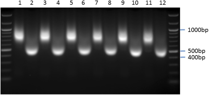 Fig. S7.