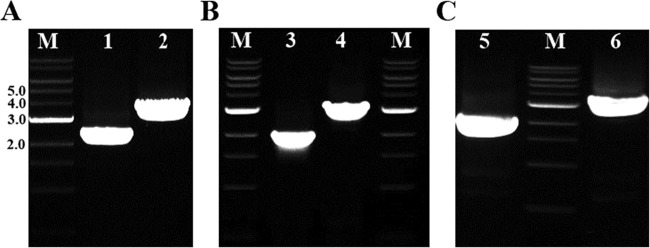 FIG 1