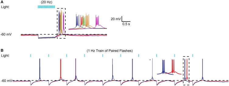 Figure 5