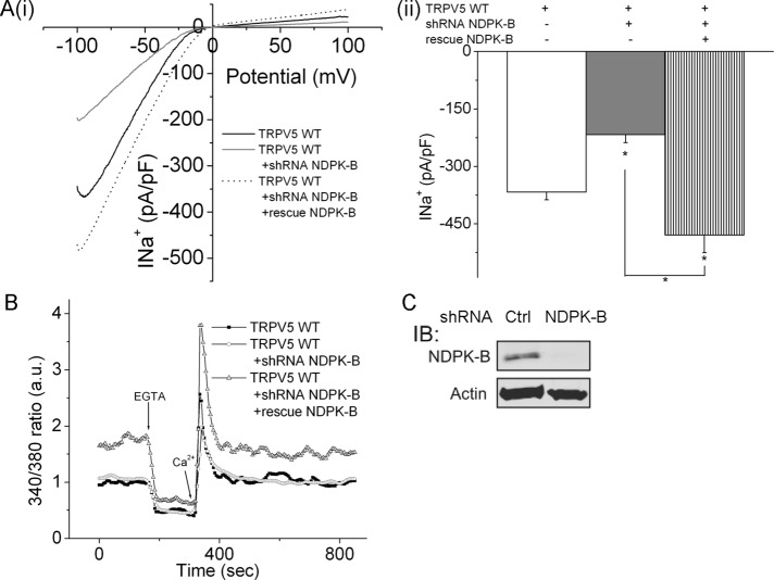 FIGURE 5: