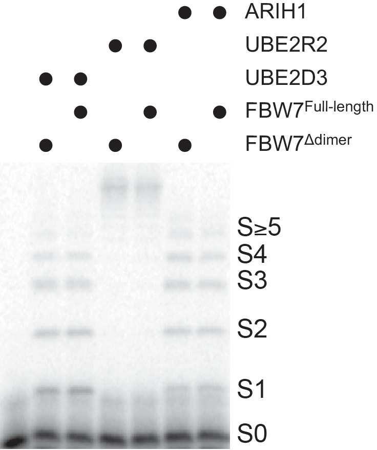 Appendix 1—figure 1.