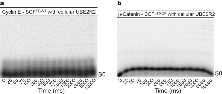 Figure 2—figure supplement 5.