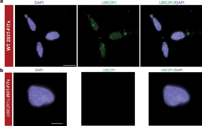 Figure 5—figure supplement 5.