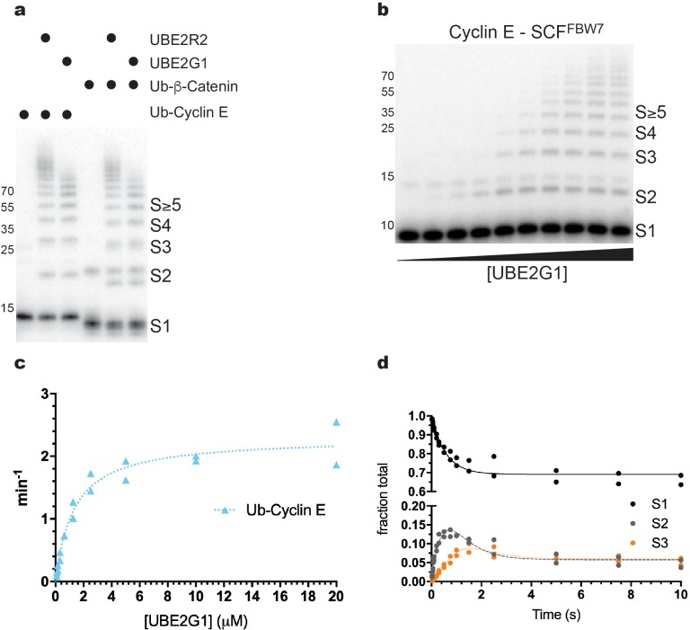 Figure 7—figure supplement 1.