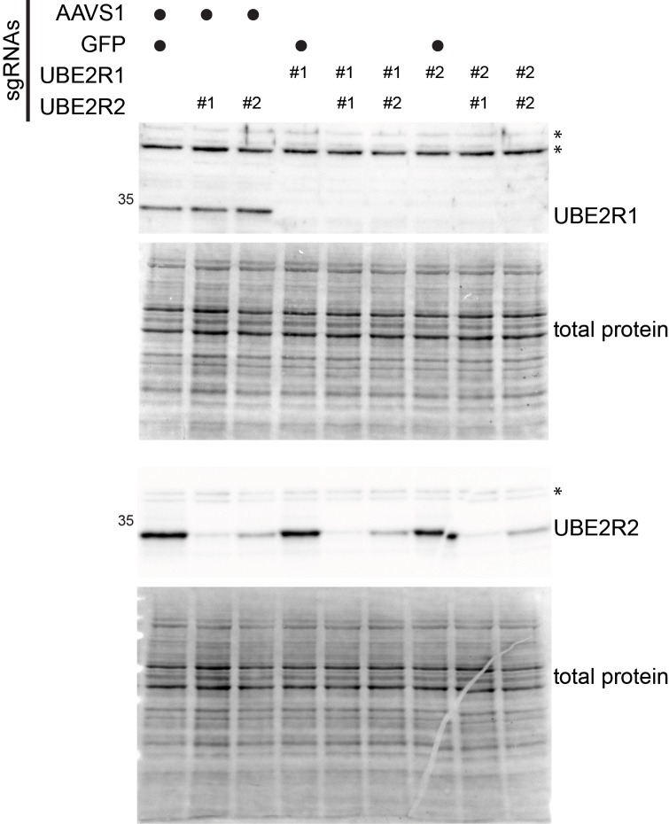 Figure 6—figure supplement 1.