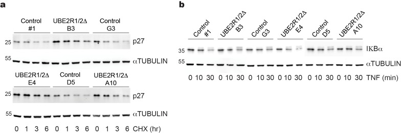 Figure 5—figure supplement 3.