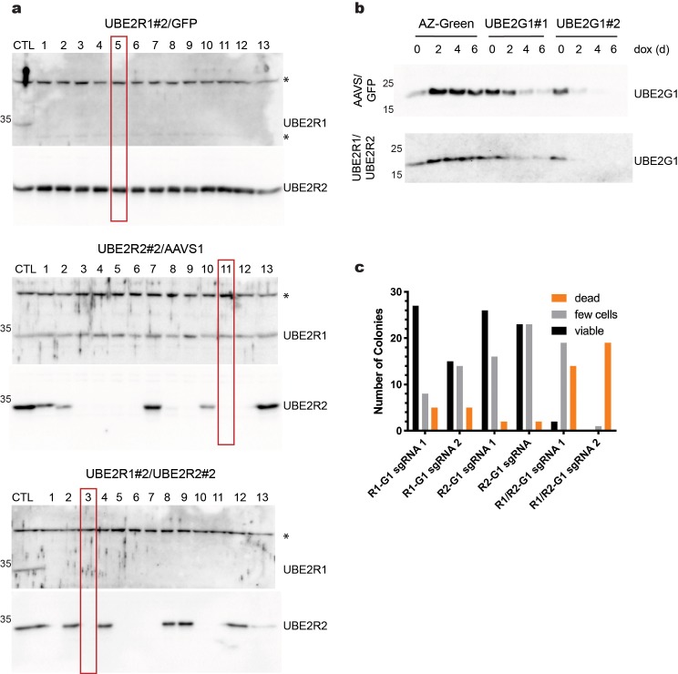 Figure 6—figure supplement 2.