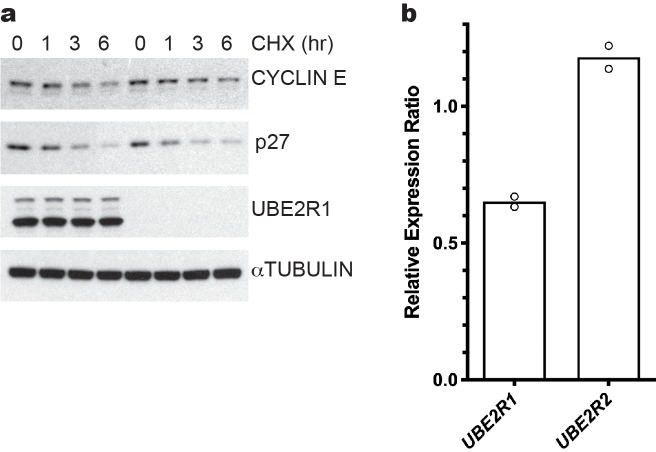 Figure 5—figure supplement 1.