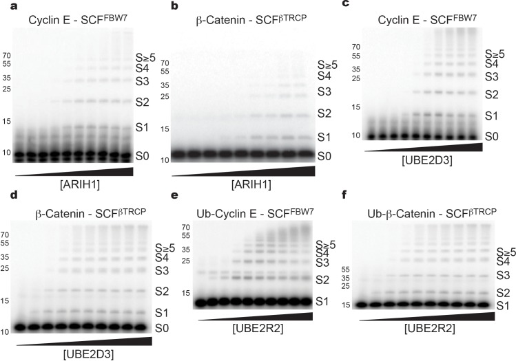 Figure 1—figure supplement 1.