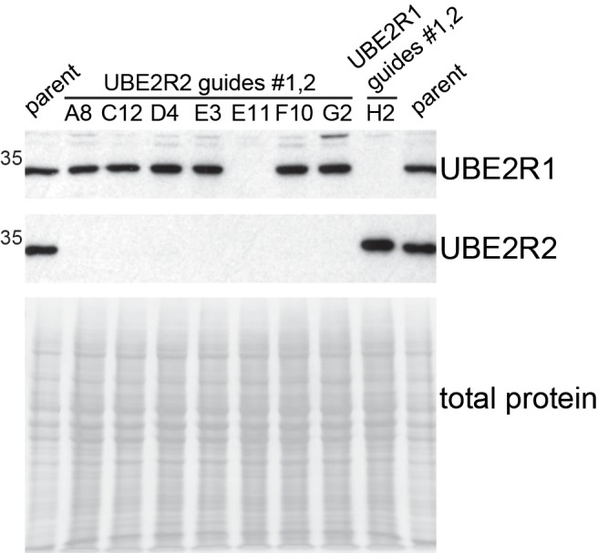 Figure 5—figure supplement 2.