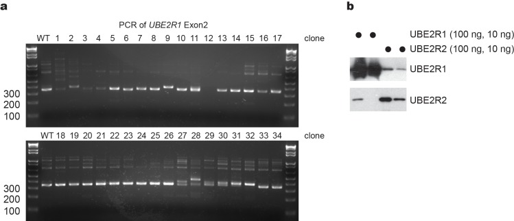 Figure 5—figure supplement 6.