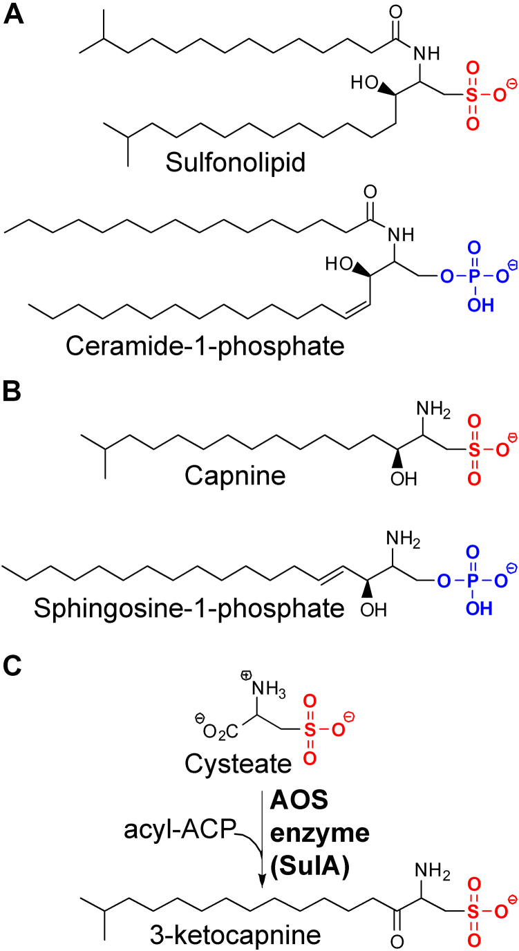 Figure 1