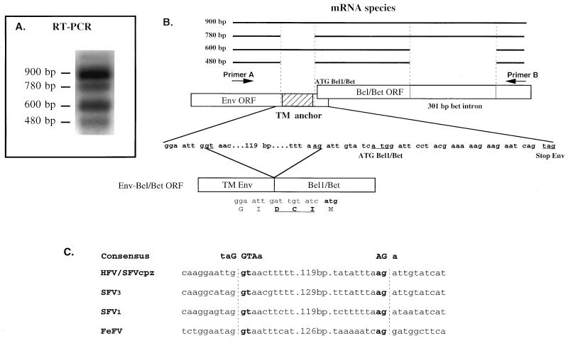 FIG. 3