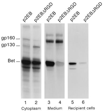 FIG. 5