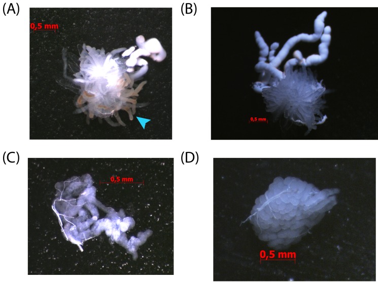 Figure 7—figure supplement 3.