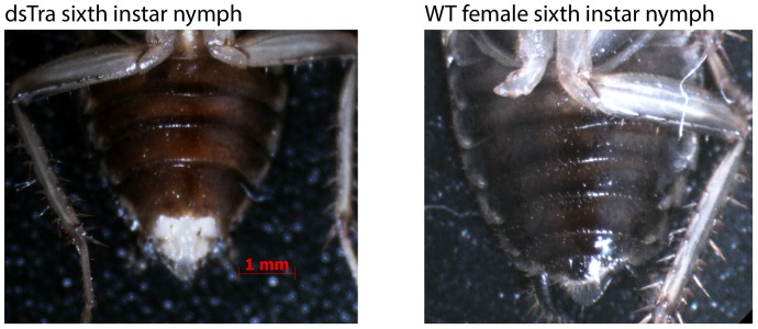 Figure 3—figure supplement 2.