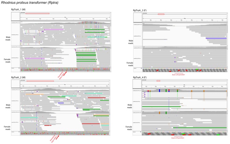 Figure 1—figure supplement 4.