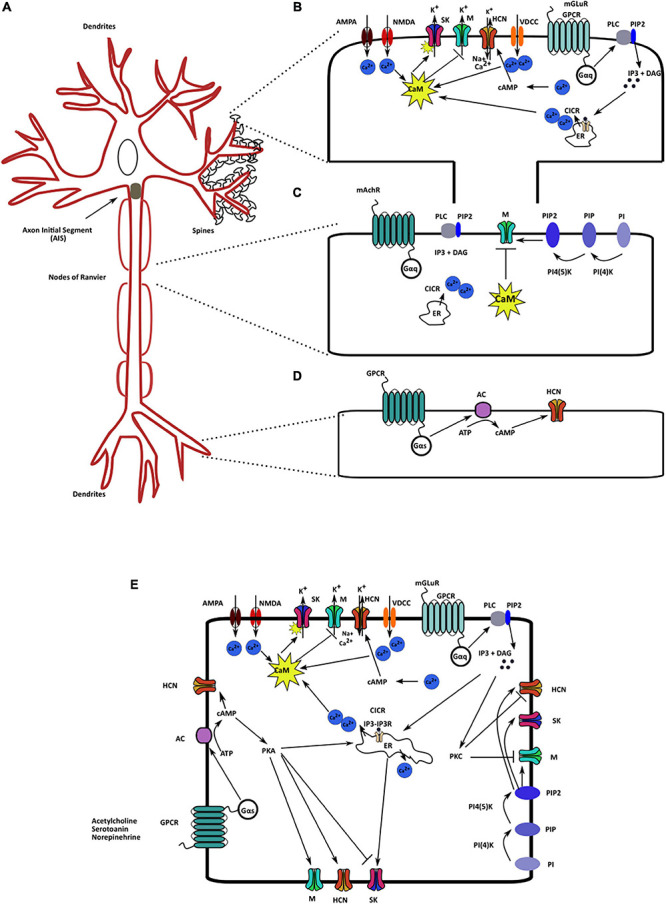 FIGURE 2