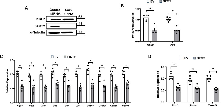 Figure 5—figure supplement 2.