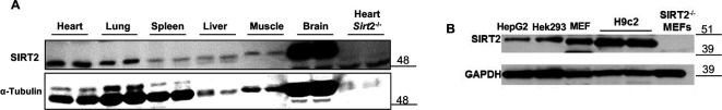 Figure 1—figure supplement 1.