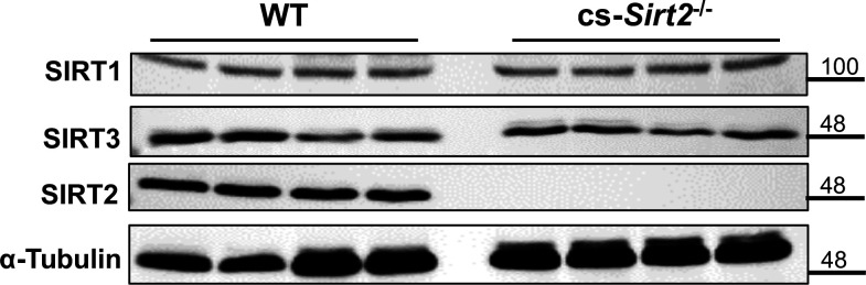 Figure 4—figure supplement 1.