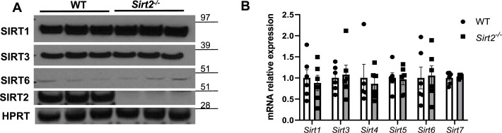 Figure 2—figure supplement 1.