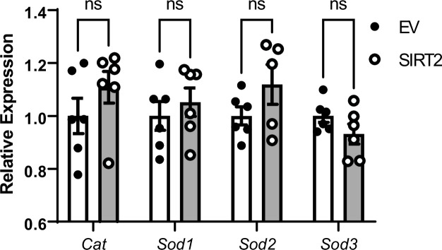 Figure 5—figure supplement 1.