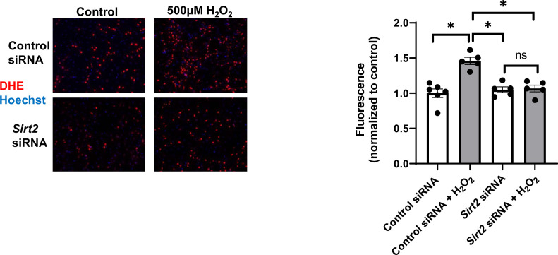 Figure 5—figure supplement 3.