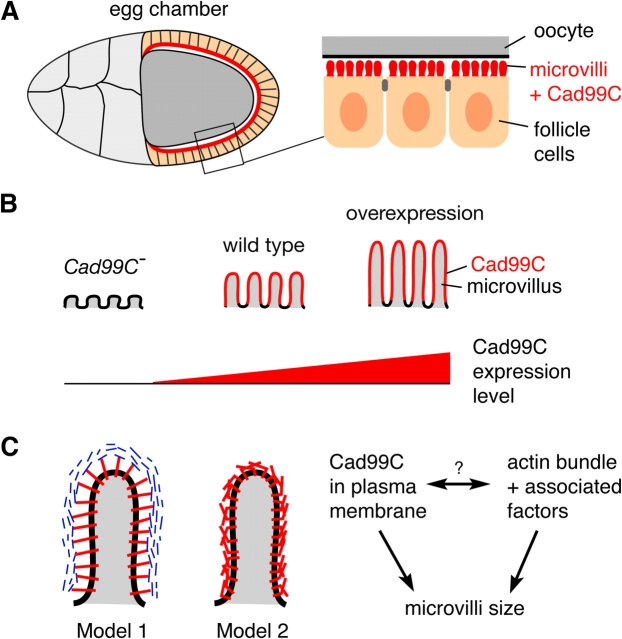 Figure 7.