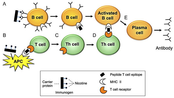 Figure 14.1