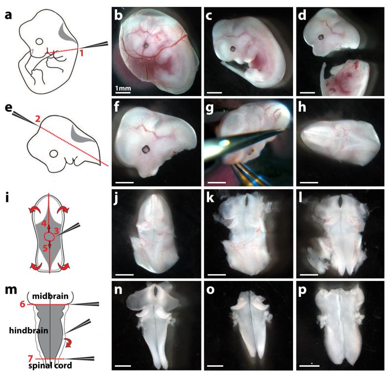 Fig. 4