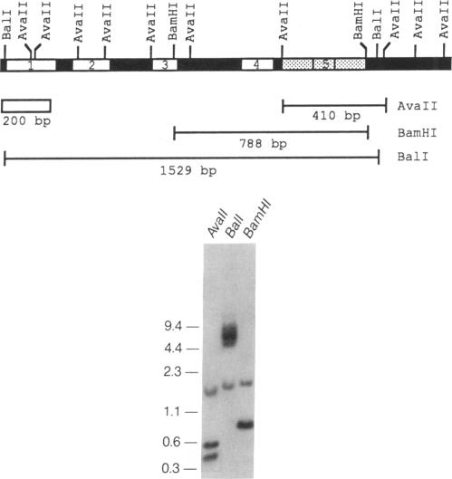 graphic file with name pnas01035-0187-a.jpg